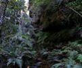 images/sampledata/parks/landscape/120px_rainforest_bluemountainsnsw.jpg