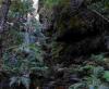 images/sampledata/parks/landscape/727px_rainforest_bluemountainsnsw.jpg