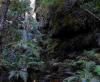 images/sampledata/parks/landscape/727px_rainforest_bluemountainsnsw.jpg